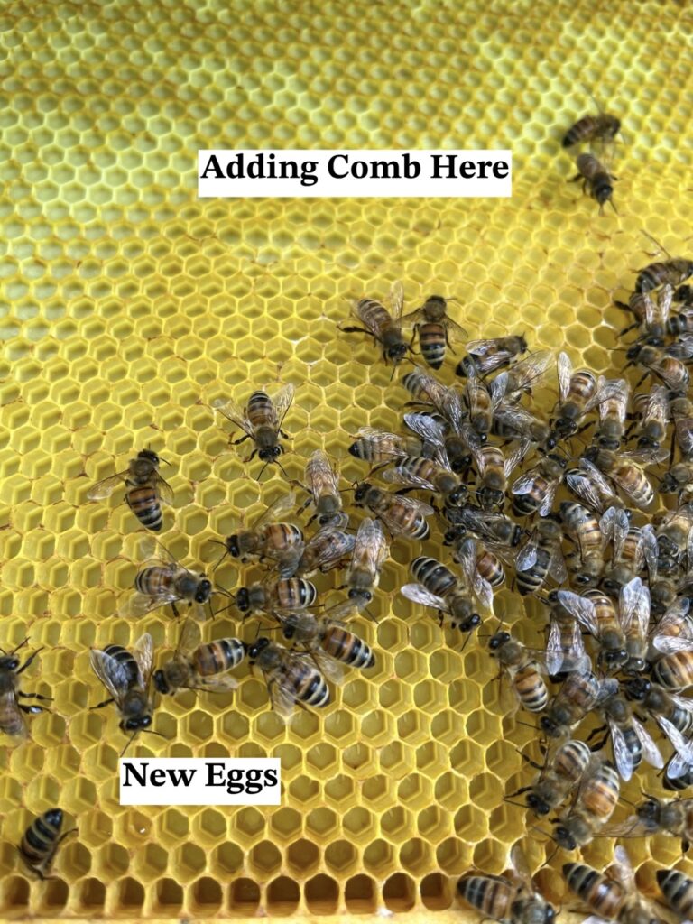 building new comb and laying eggs in open cells