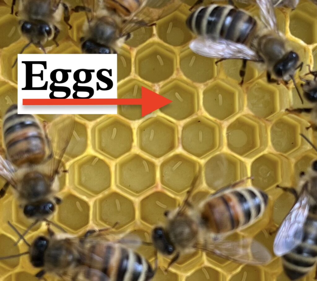 small white eggs at bottom of yellow honey comb cells