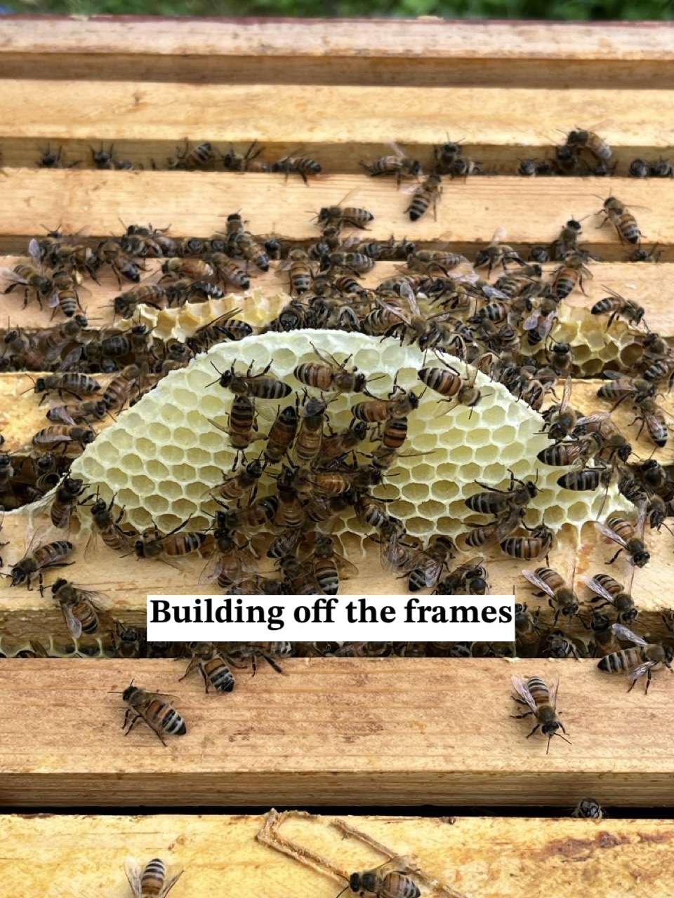 building comb off the frames