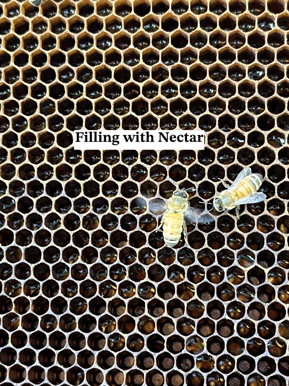 filling honey comb with nectar