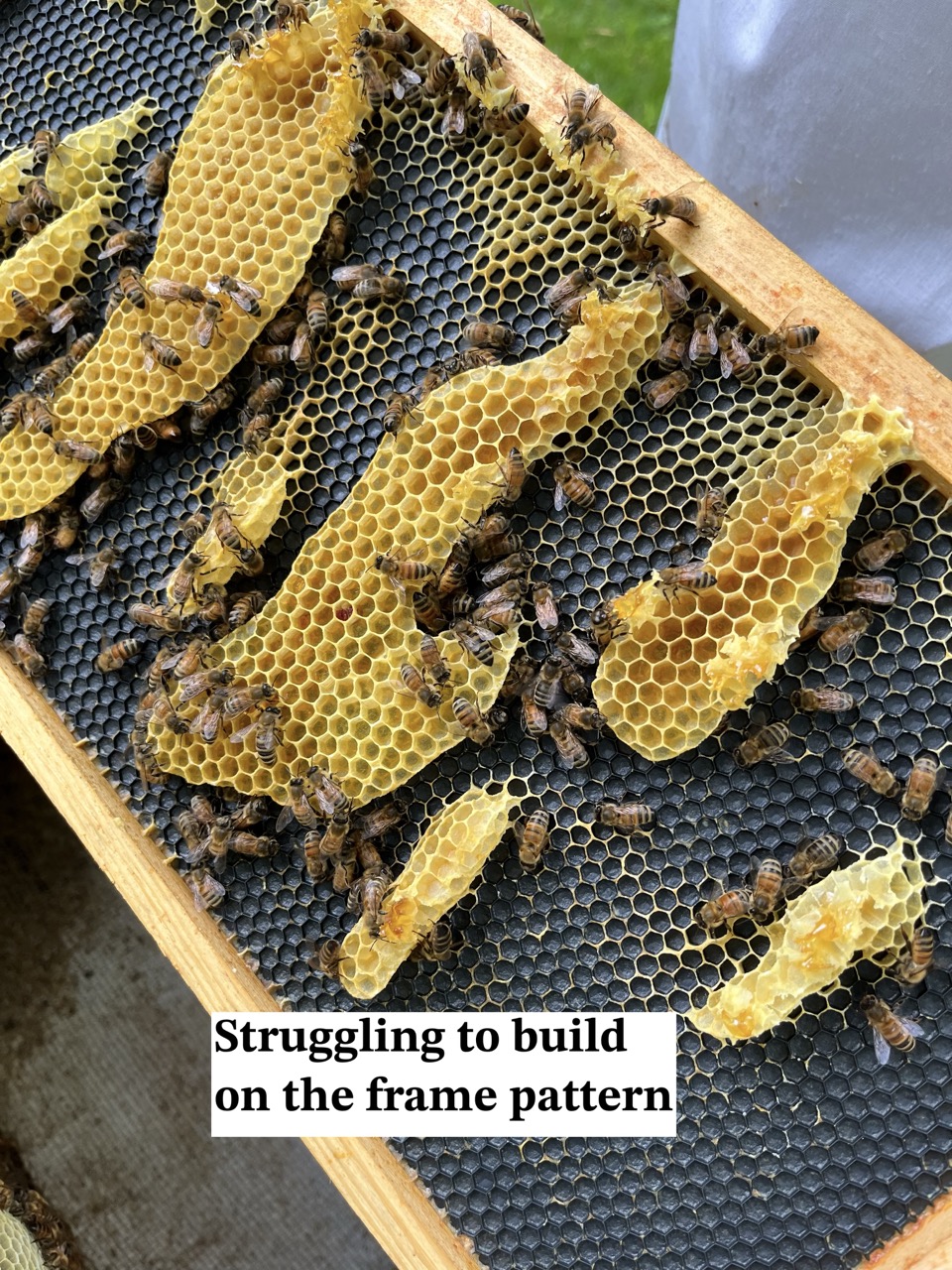 Hive #24-2 Update – May 15