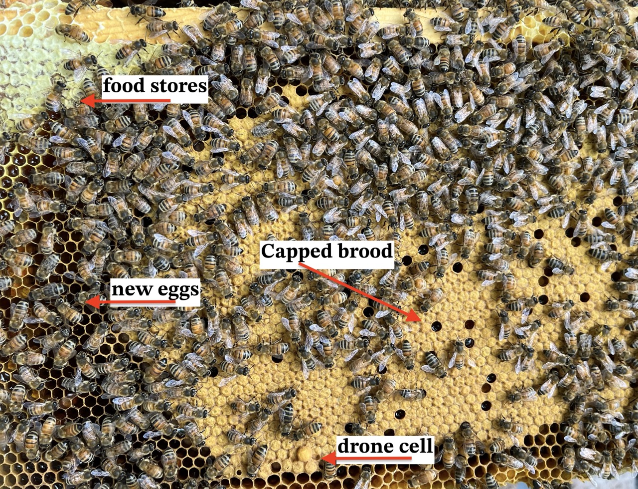 frame showing cells filled with food stores, capped brood, new eggs and a single drone cell, with lots of bees 