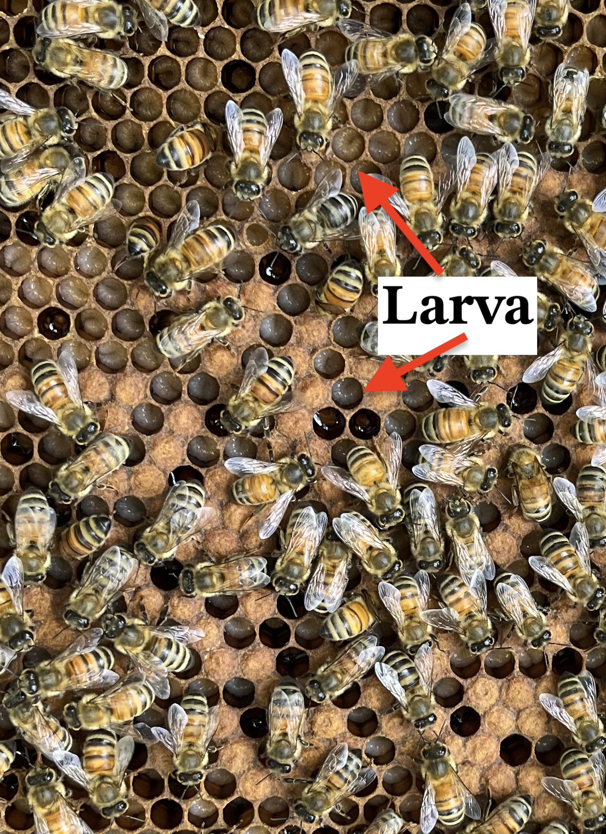 honey comb with larva in the cells