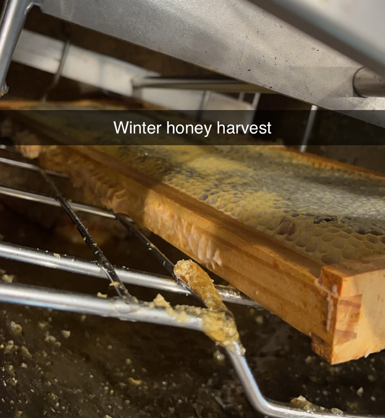 Honey Harvest