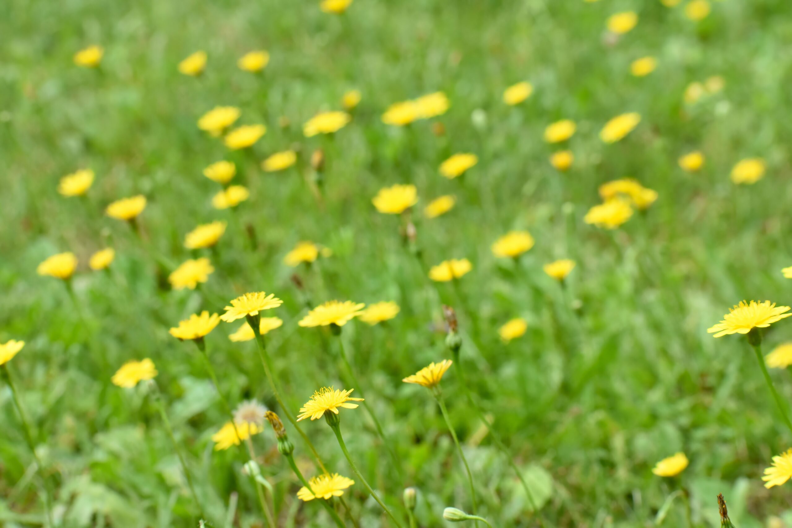 Harvesting July Flowers for Nectar and Pollen