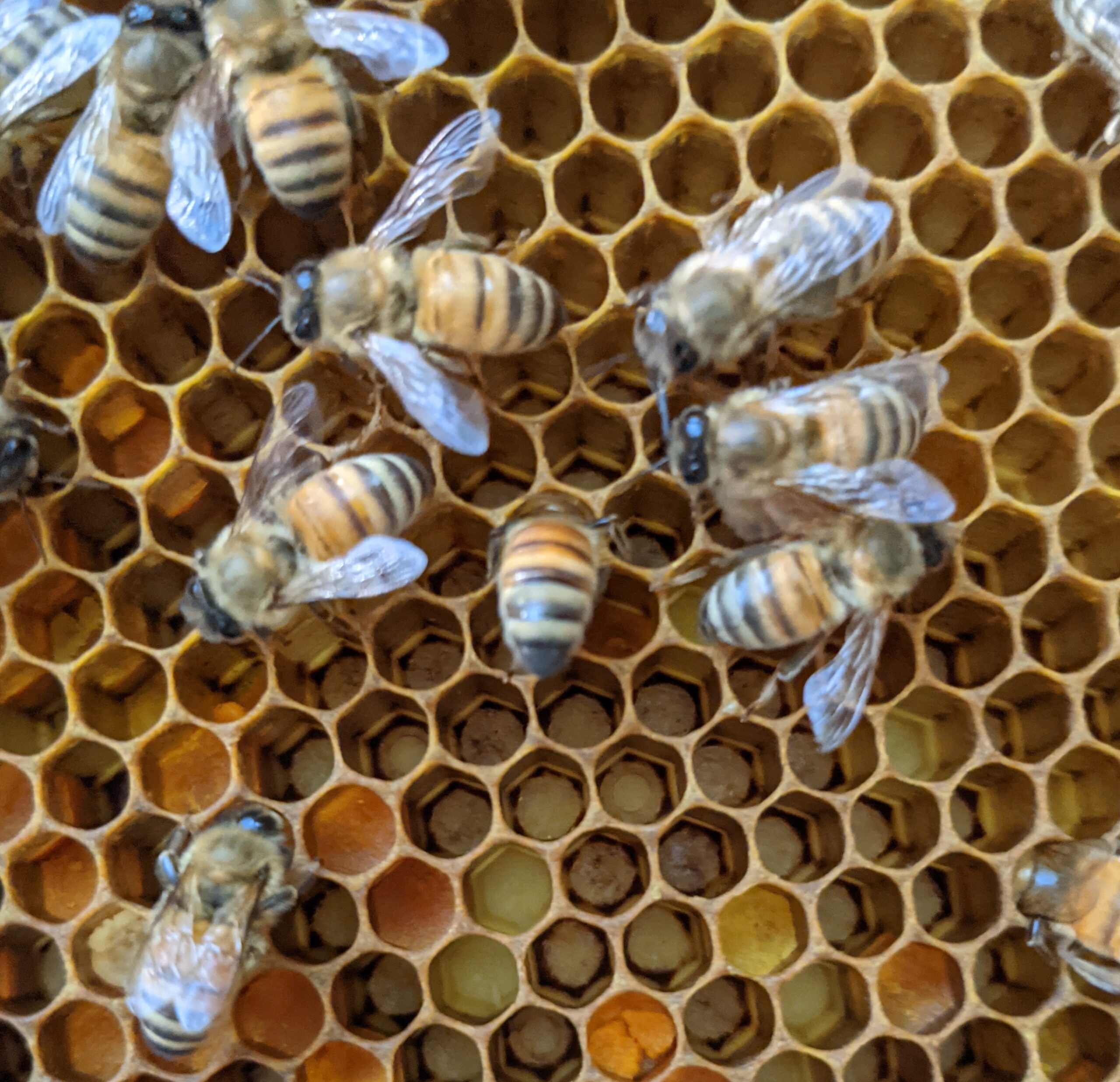 How do bees make honey?